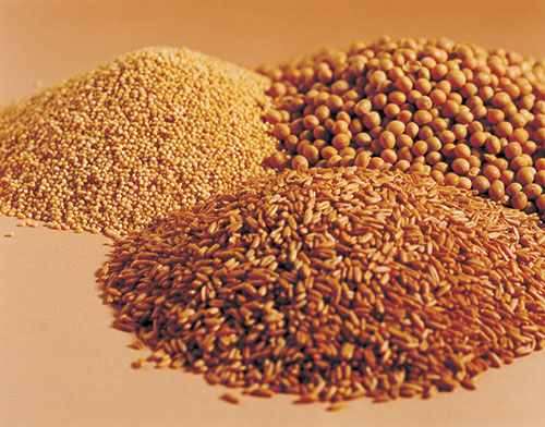 Wheat Free Alternative Grains and Other Plant Sources