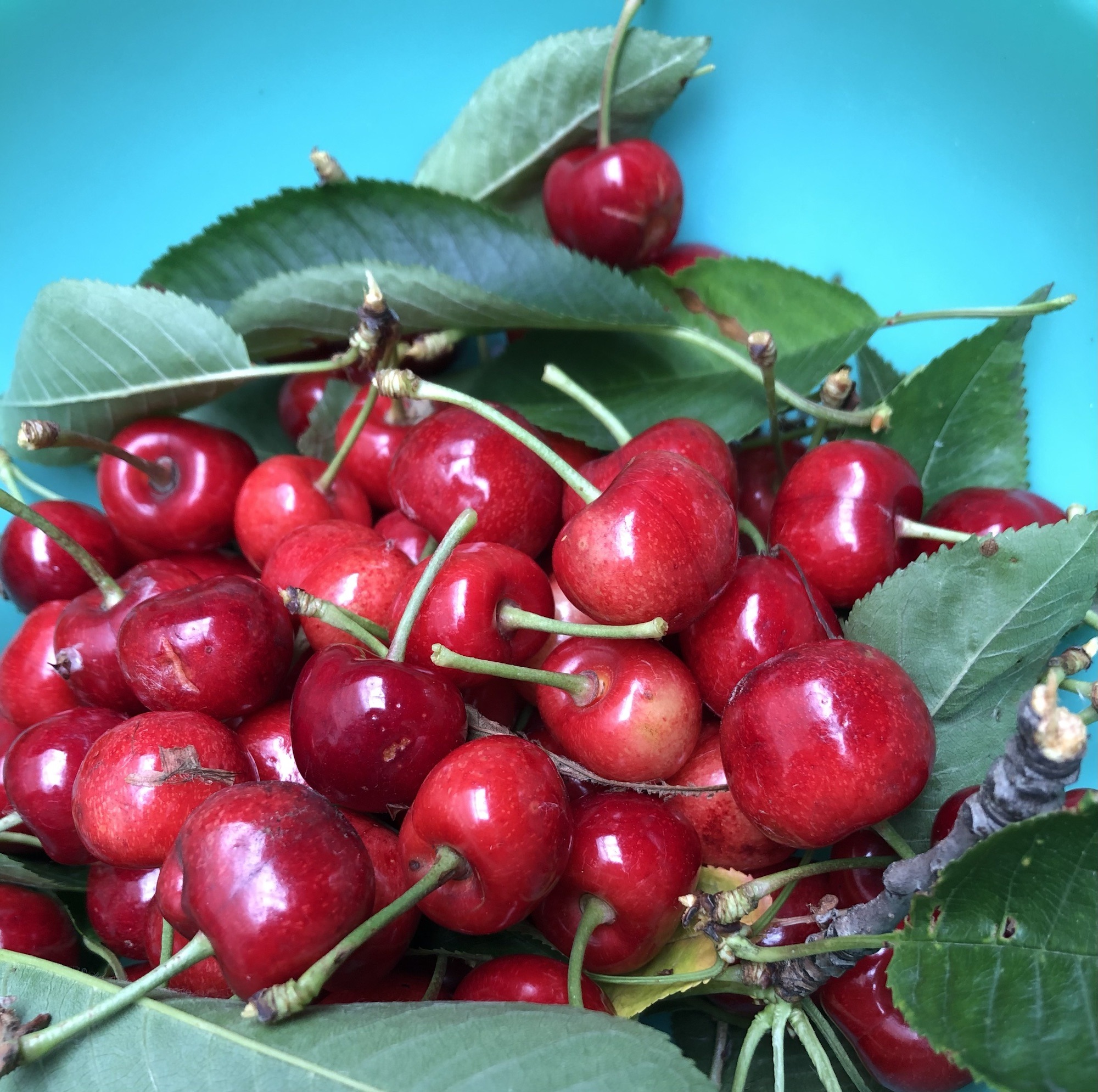 Cherry Season: A Delightful Time for Cherry Lovers